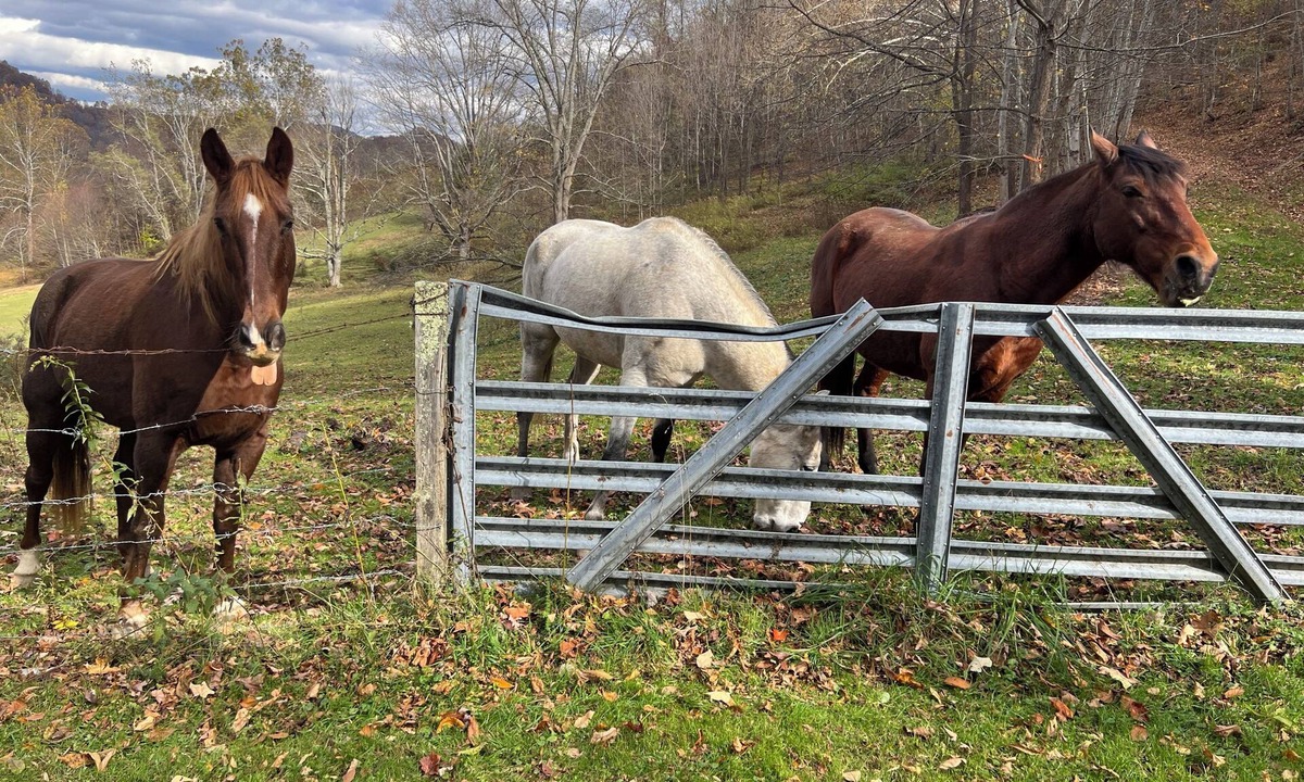 Maggie Valley Cottage | 2BR near Maggie festival grounds. Smokies Blue Ridge Pkwy. Cover motorcycle park