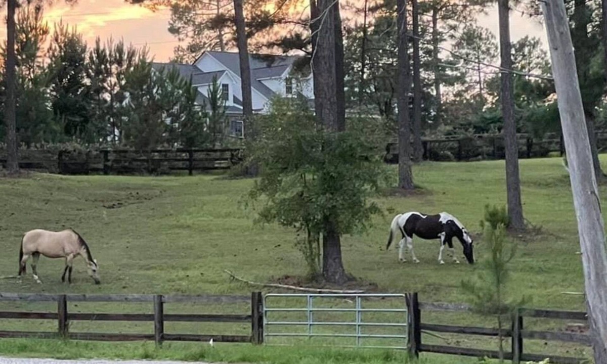 North Carolina Piedmont Cottage | Cozy cottage over looking 40 acre horse farm. 5 mile to historical Pinehurst