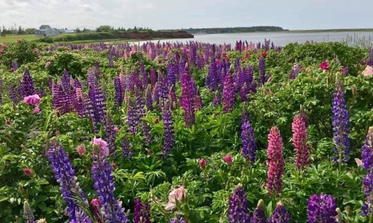 Malpeque Cottage | Foxcliff Cottage - A newly built executive seaside vacation rental!