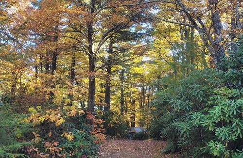 Newland Cabin | Cozy cabin nestled in 7 acres in the Pisgah Forest with trails