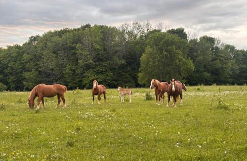 Wiarton House | Ingrids Green Haven 27 Acre Private Farm