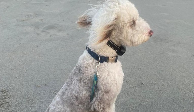 5 O'Clock Somewhere, dogs ok, quick walk to Ocean