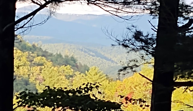 Cozy cabin nestled in 7 acres in the Pisgah Forest with trails