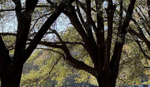 Longleaf- A Place to Get Together or A Place to Get Away!