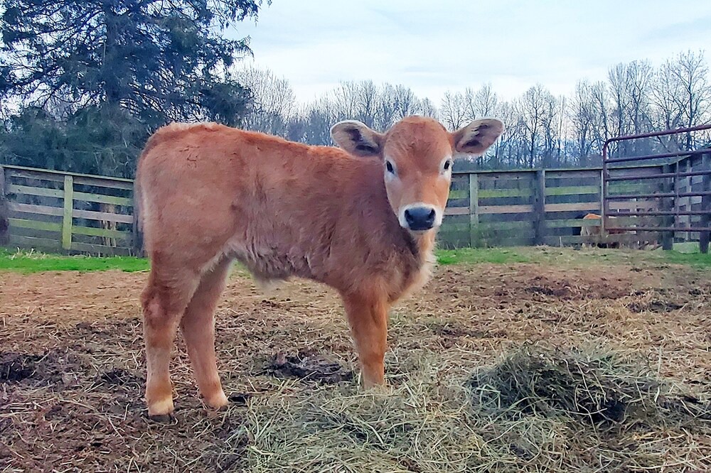 Photo of Outdoor in Fancy Farm