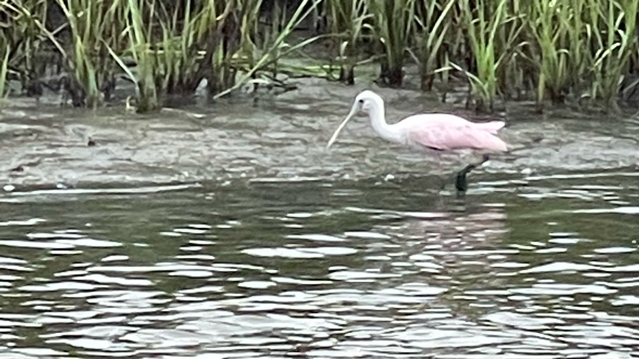 Photo of Others in Carolina Yacht Landing
