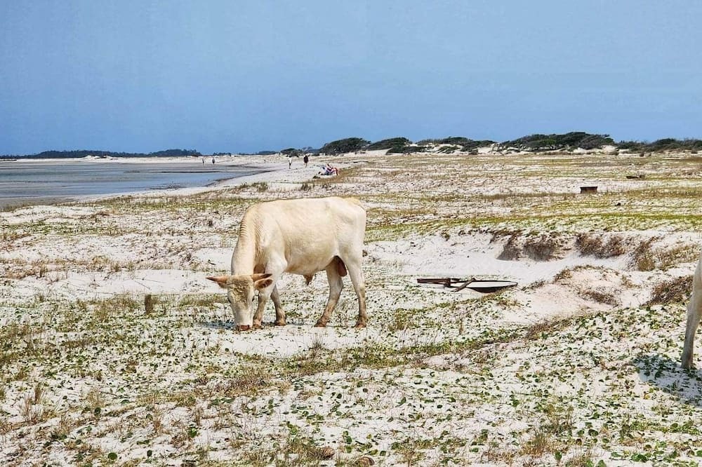 Photo of Others in Cedar Island