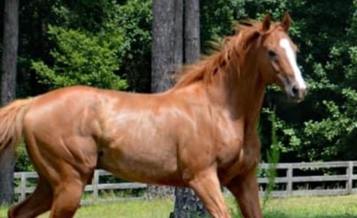 Photo of Others in North Carolina Piedmont