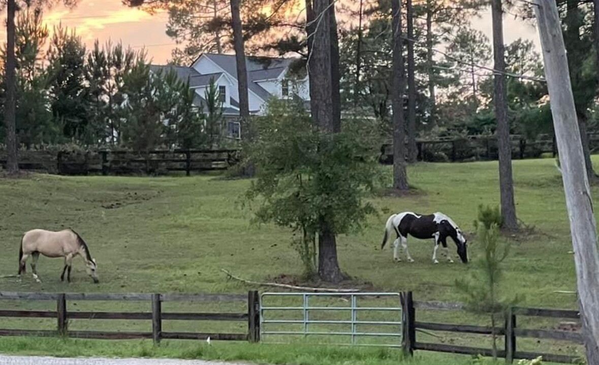Photo of Others in North Carolina Piedmont