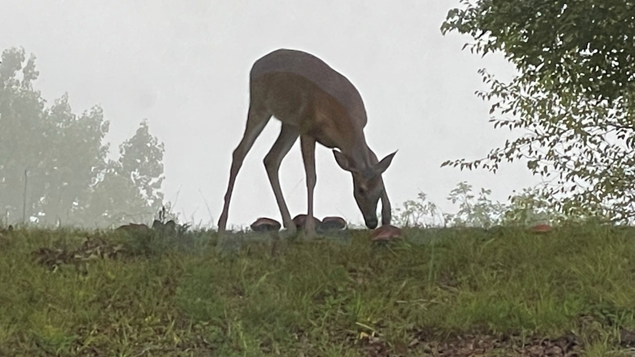 Photo of Outdoor in Sylva