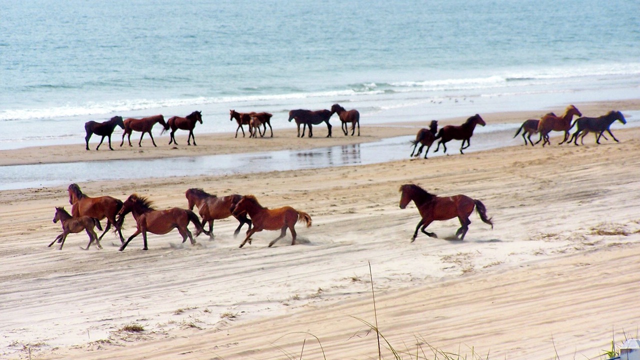 Photo of Others in Nags Head