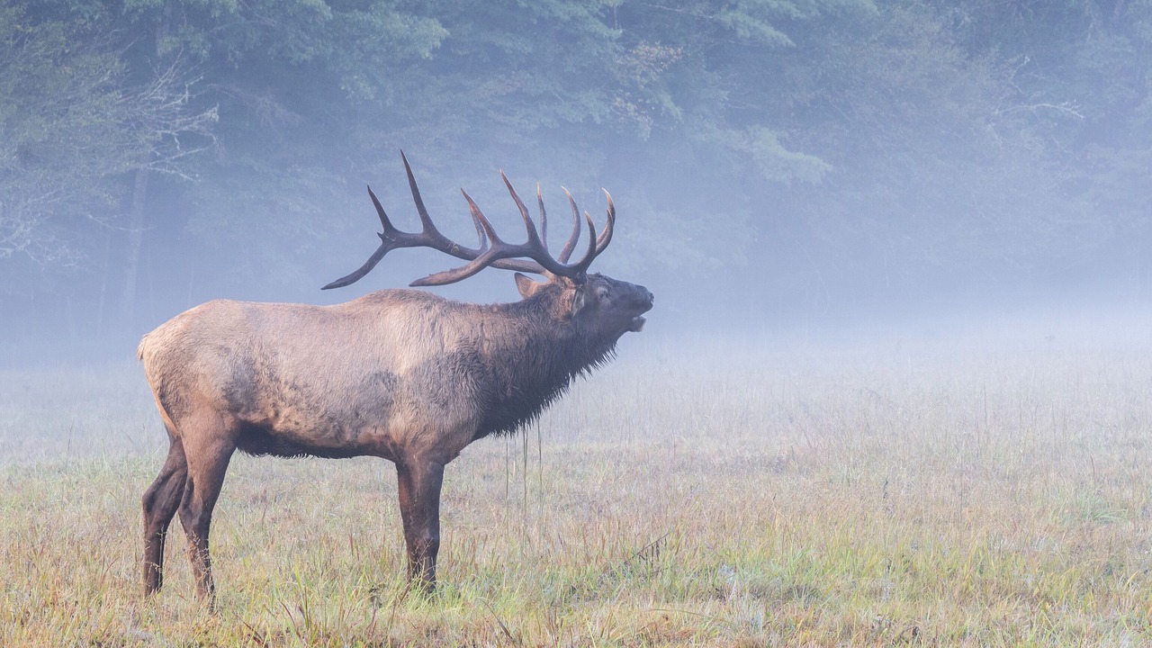 Photo of Others in Maggie Valley