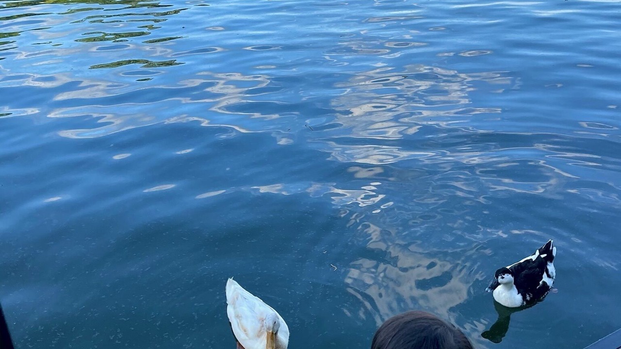 Photo of Others in Lake Secession