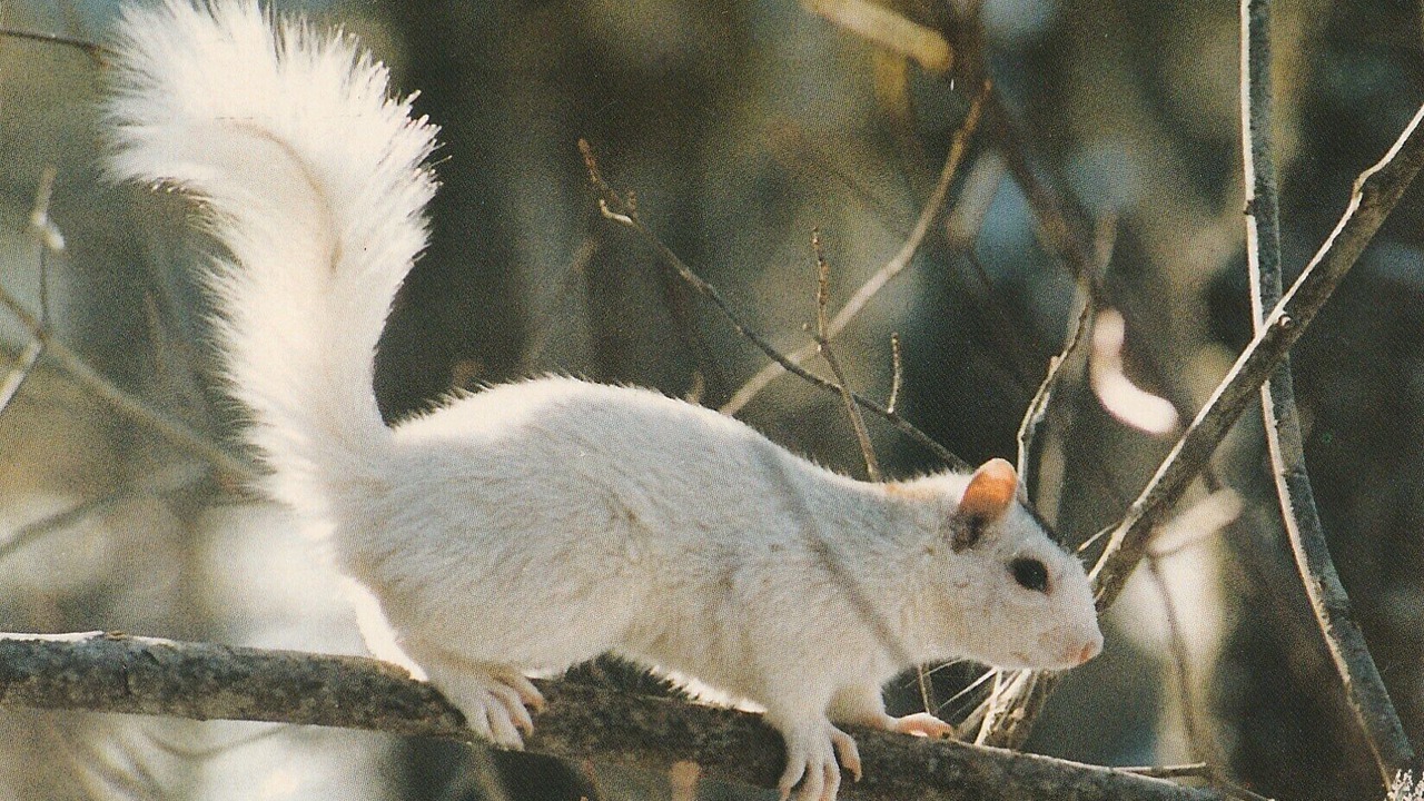 Photo of Others in Brevard