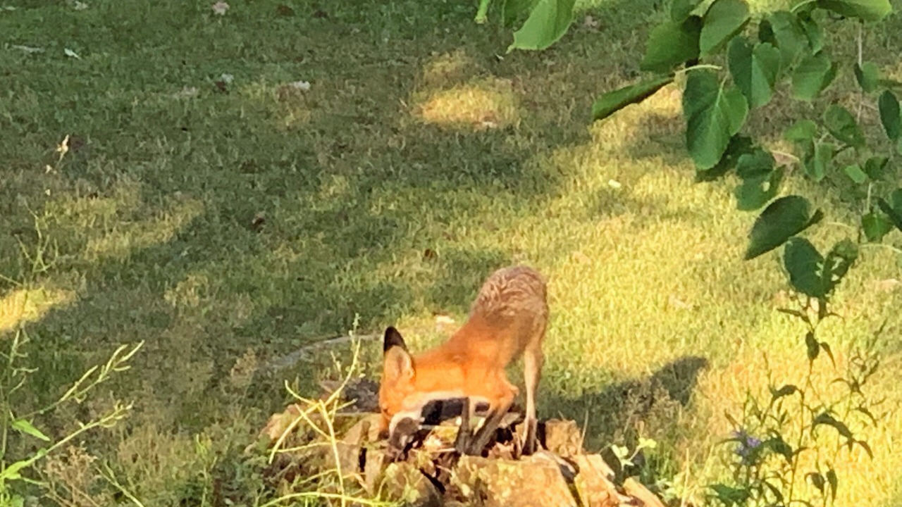 Photo of Others in Muskoka Lakes