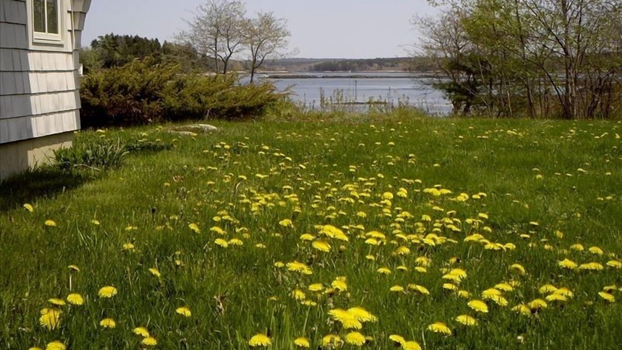 Photo of Outdoor in Sebascodegan Island