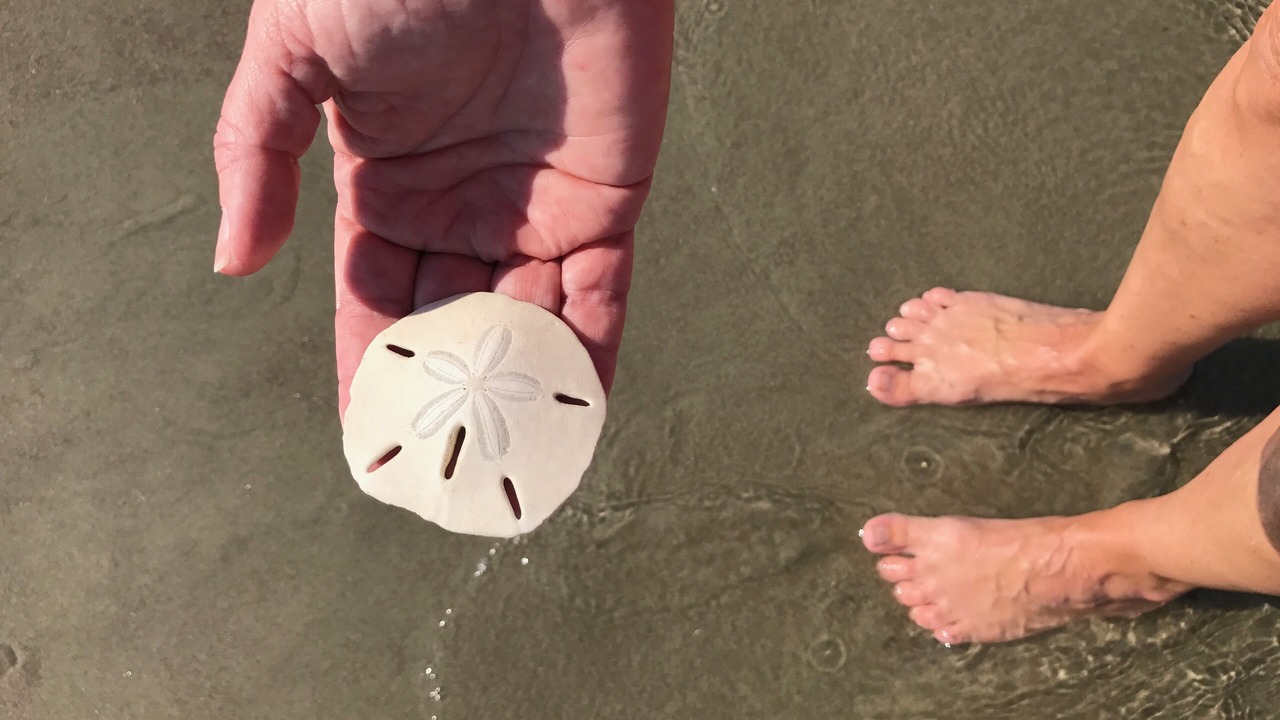 Photo of Others in Isle of Palms