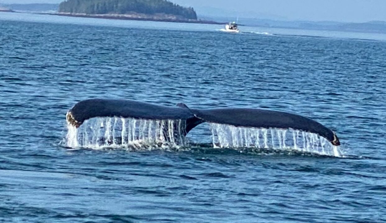 Photo of Others in Eastport