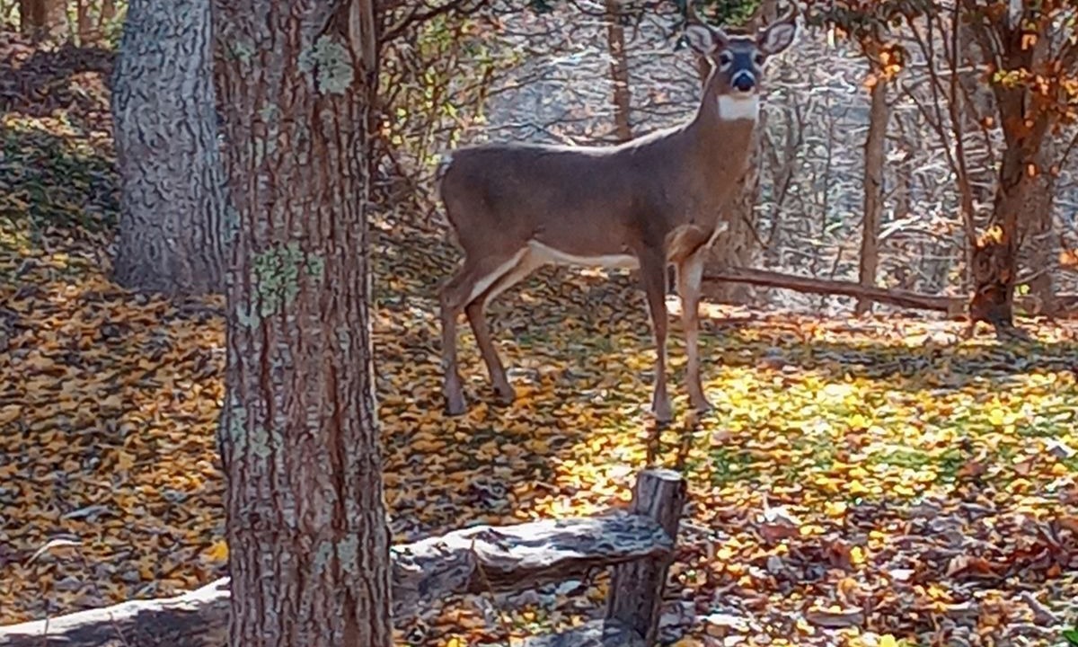 Photo of Others in Wytheville