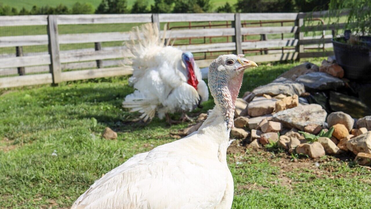 Photo of Others in Luray
