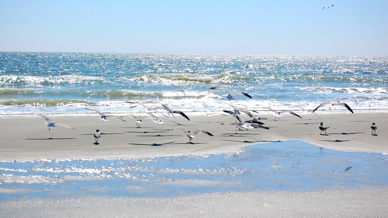 Photo of Others in Myrtle Beach