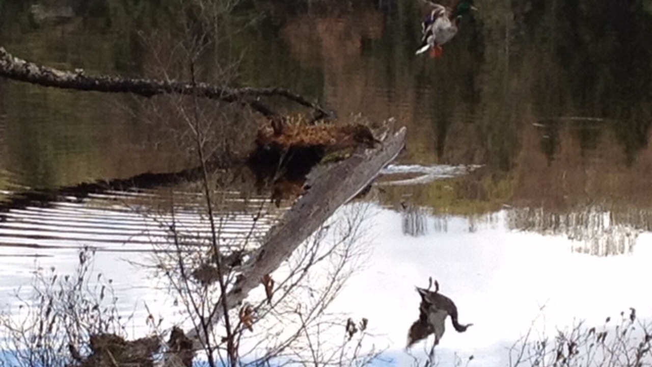 Photo of Others in Lake of Bays