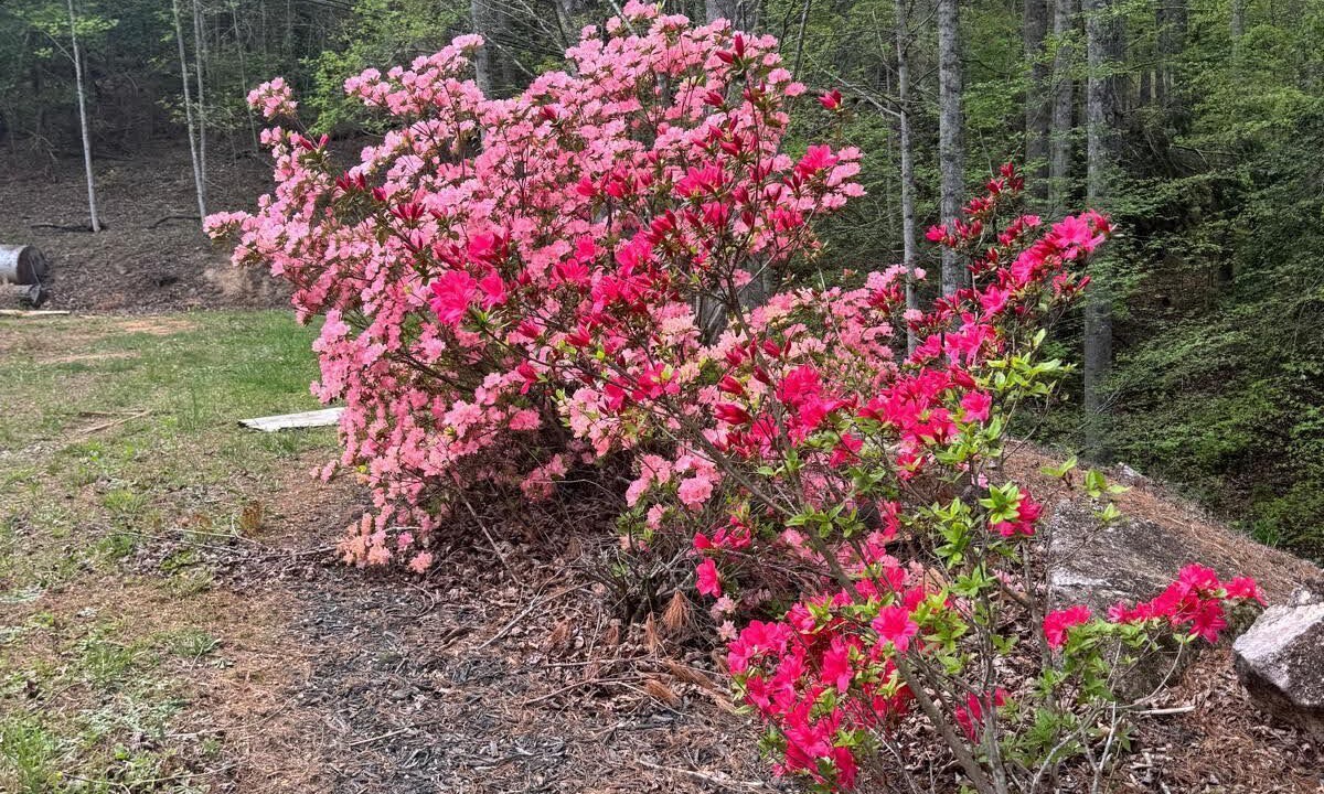 Photo of Outdoor in Lenoir