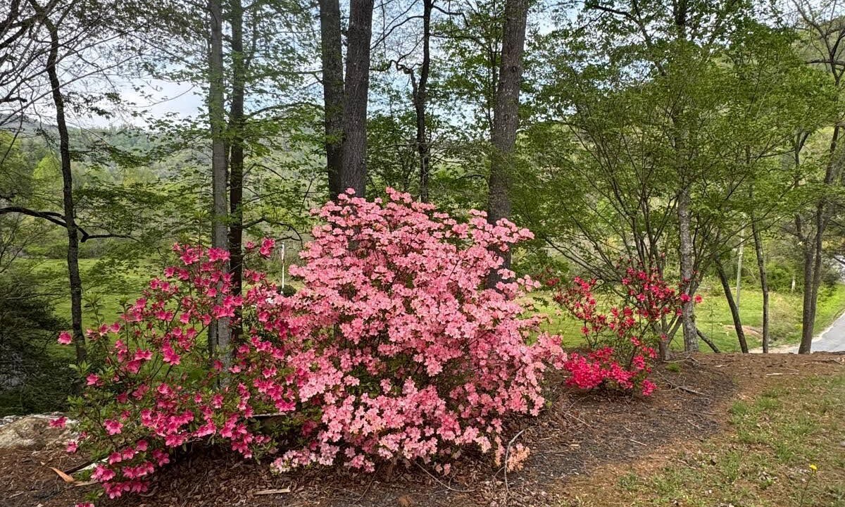 Photo of Outdoor in Lenoir