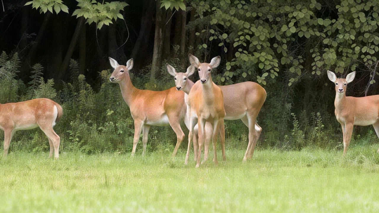 Photo of Others in Barry's Bay