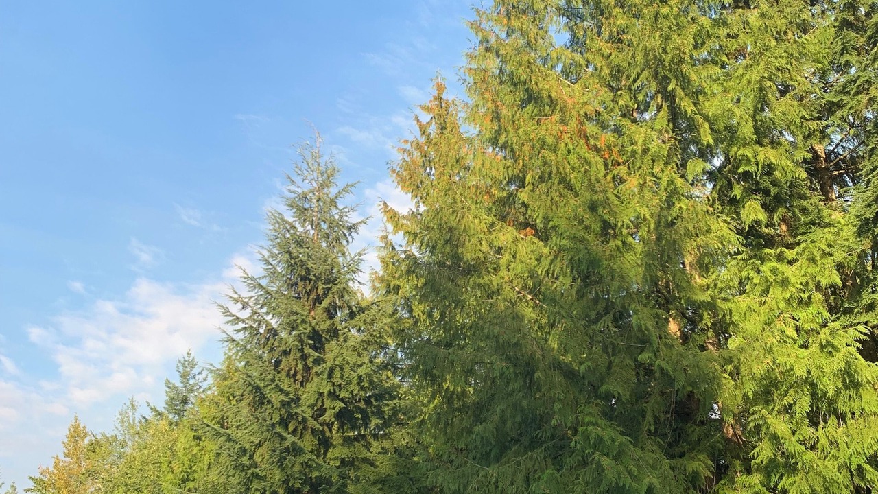 Photo of Others in Westwood Plateau