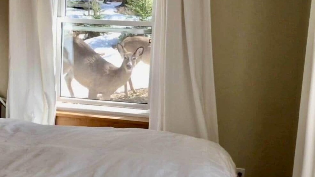 Photo of Bedroom in Lac Superieur Village