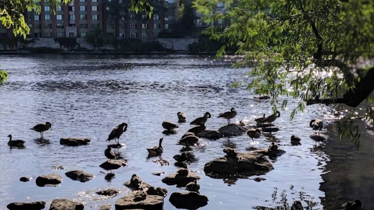 Photo of Others in Ottawa Division
