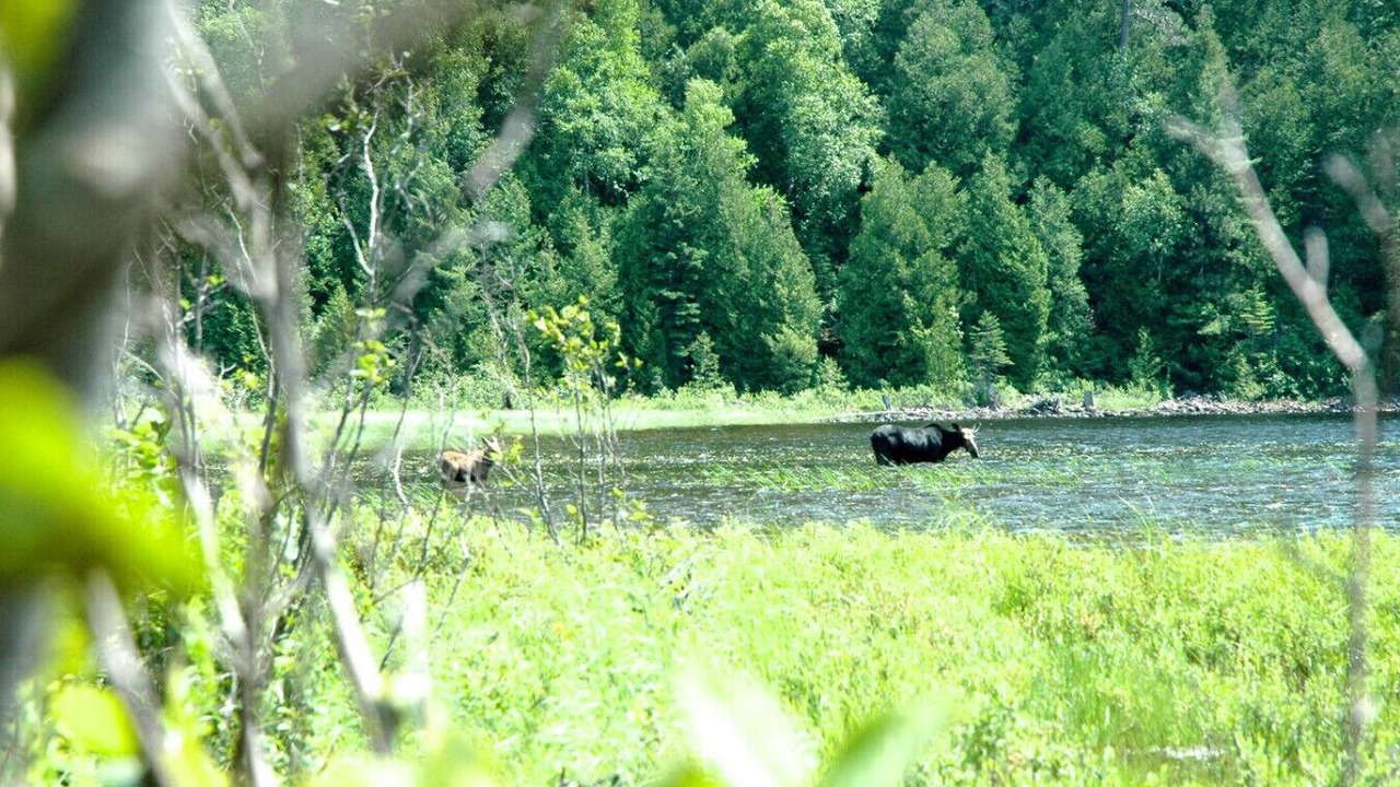 Photo of Others in Algoma District