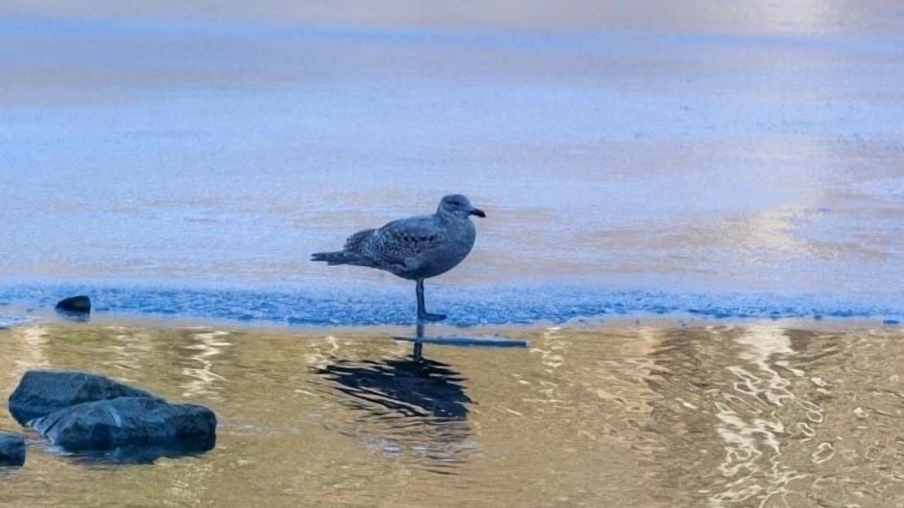 Photo of Others in Bowen Island