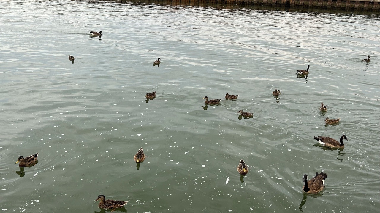 Photo of Others in Port Dover