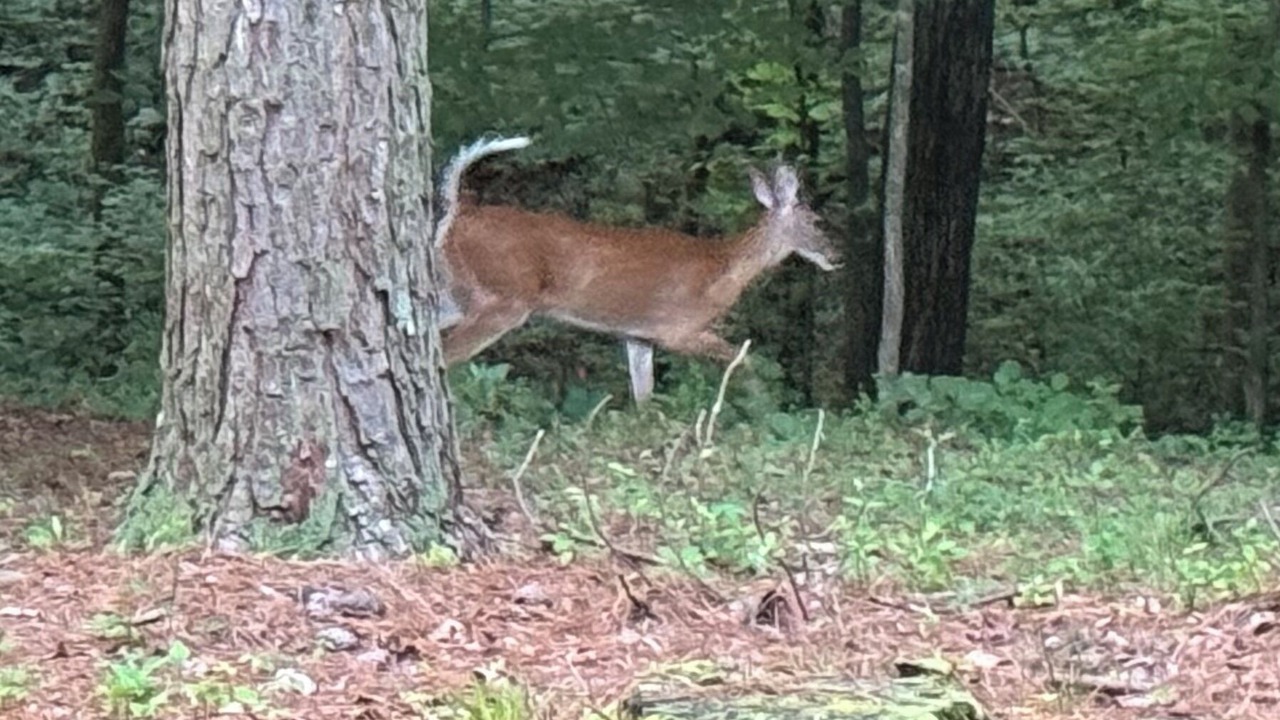 Photo of Others in Tellico Village