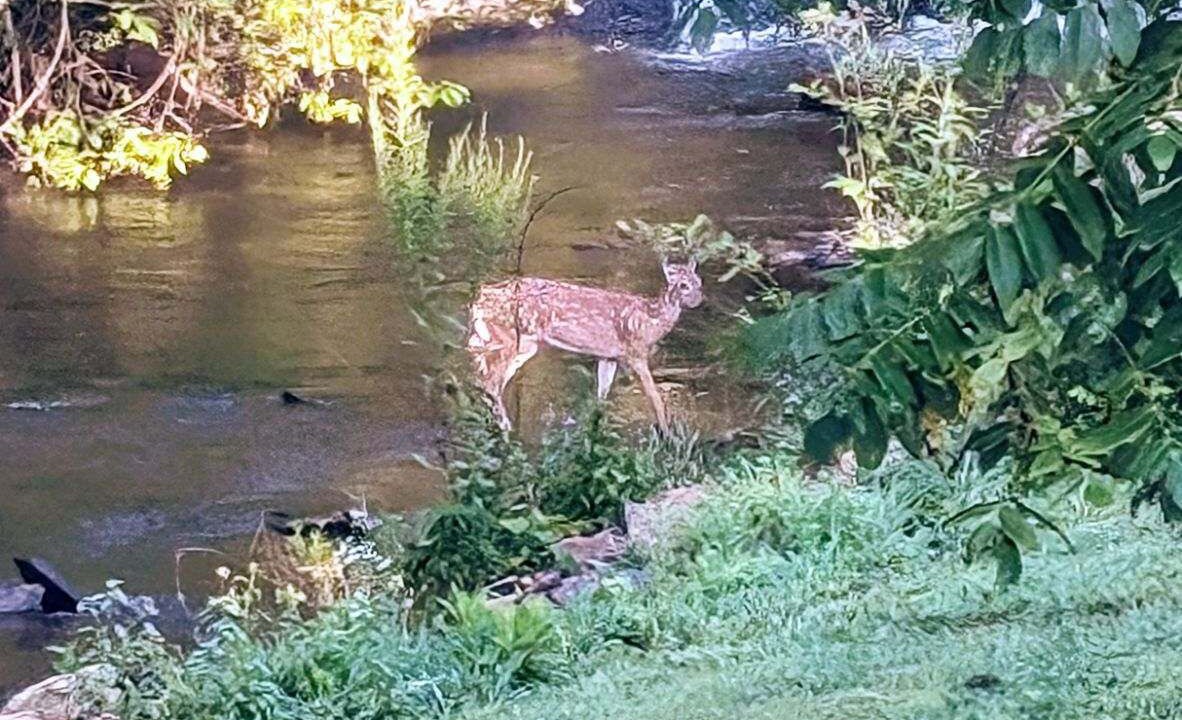 Photo of Outdoor in Fancy Gap