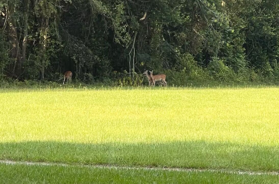 Photo of Others in Brooklet