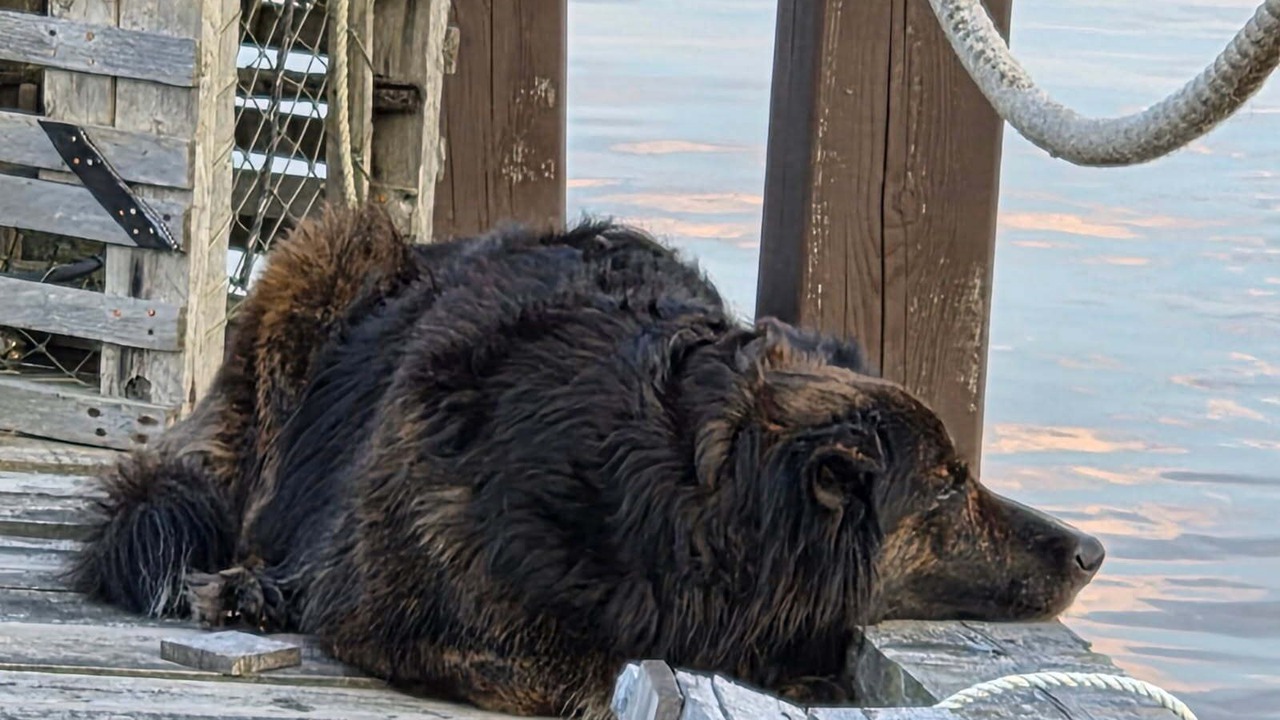 Photo of Others in Ketch Harbour