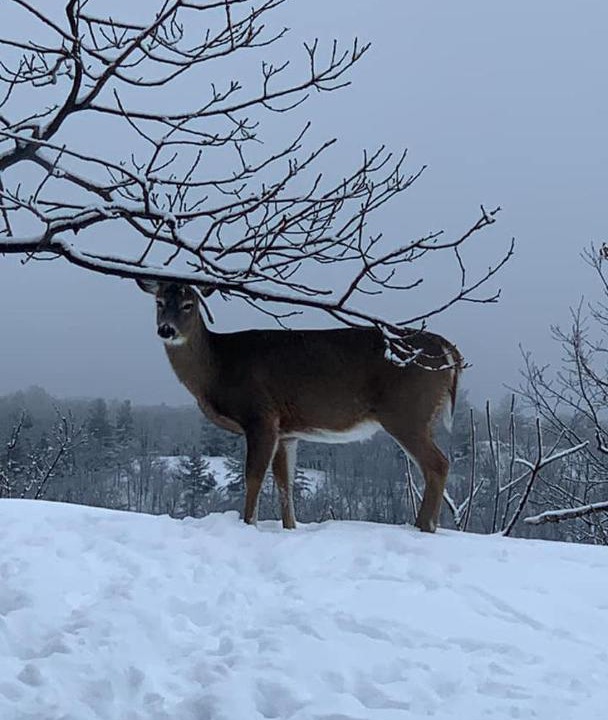 Photo of Others in Haliburton