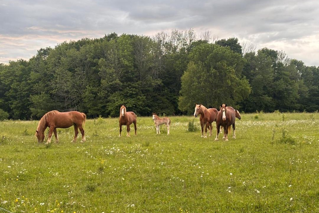 Photo of Others in Wiarton