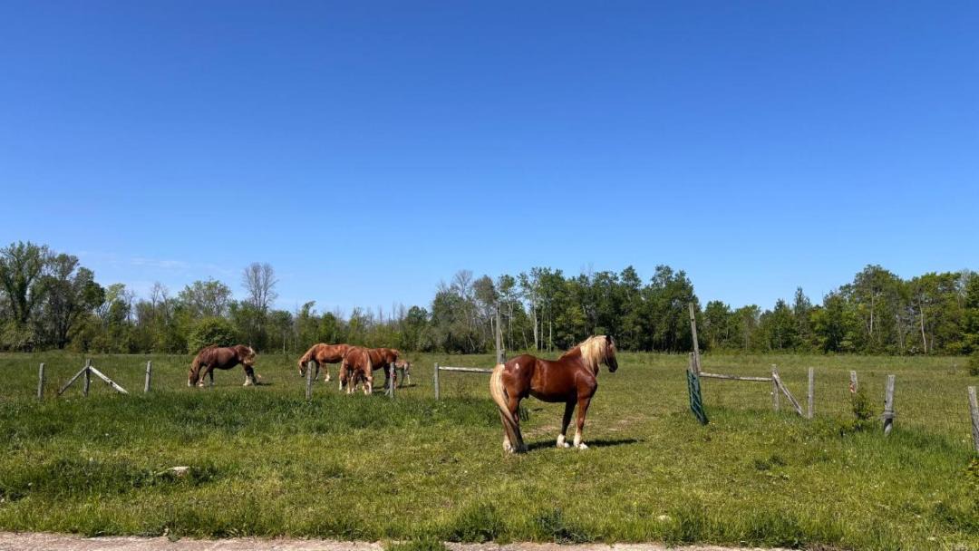 Photo of Others in Wiarton
