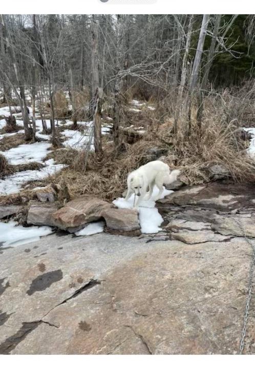 Photo of Human In Picture in French River