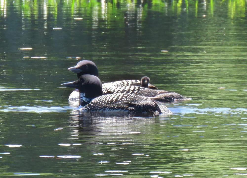 Photo of Others in Magnetawan