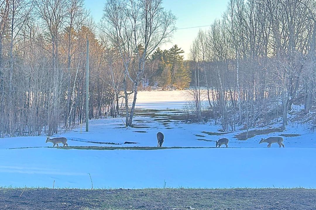 Photo of Others in Magnetawan