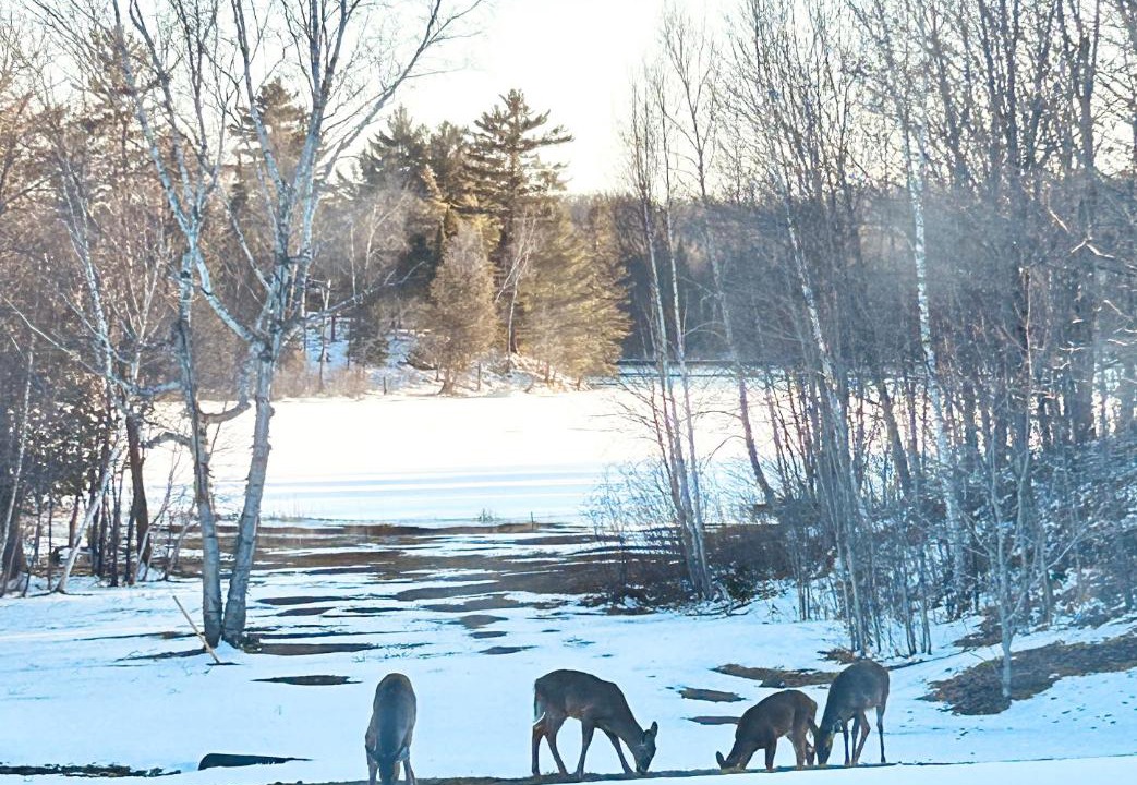 Photo of Others in Magnetawan
