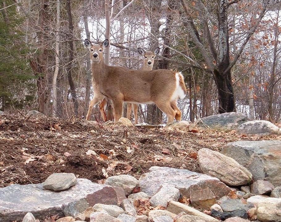 Photo of Others in Magnetawan