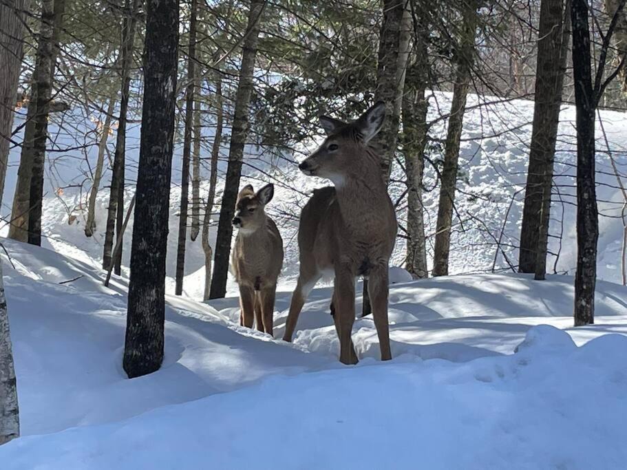 Photo of Others in Mont-Tremblant