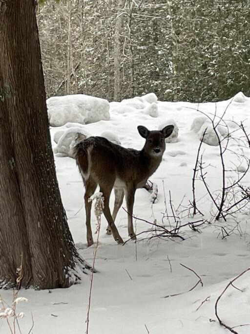 Photo of Others in Mont-Tremblant