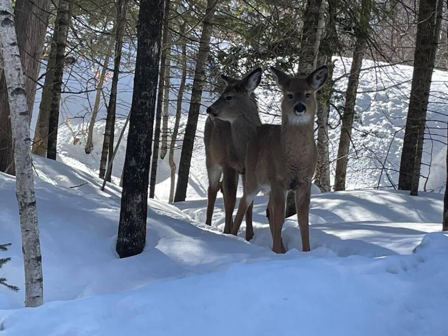 Photo of Others in Mont-Tremblant